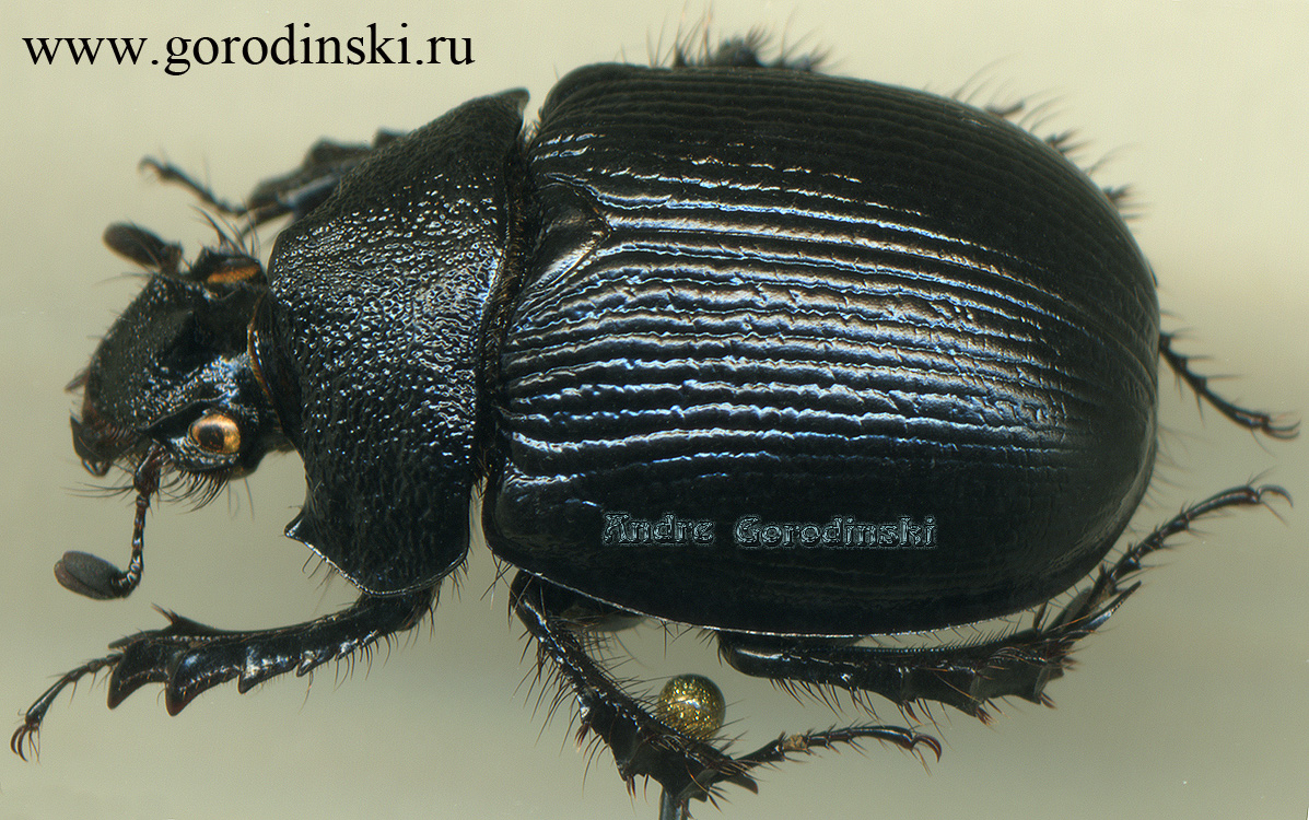 http://www.gorodinski.ru/geotrupes/Enoplotrupes bieti bieti.jpg